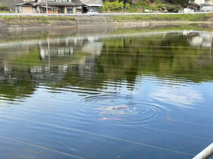 Oishi Fish Farm nằm tại thành phố Hiroshima có không gian thiên nhiên, nguồn nước trong lành
