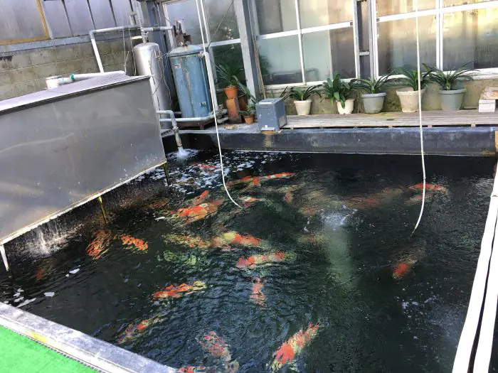 Sensuke Kohaku là dòng cá đặc biệt của Osaka Nishikigoi Center