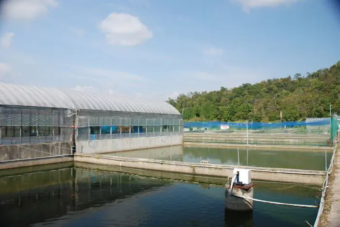 Omosako Koi Farm có quy mô nuôi cá Koi rất lớn