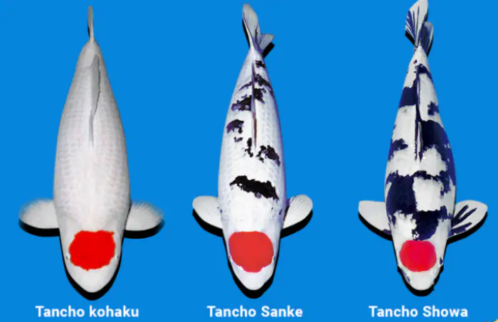 Ba loại cá Koi Tancho được biết đến nhiều nhất