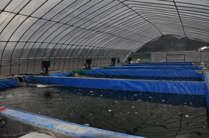 Umeda Koi Farm đặc biệt chú trọng đến nguồn nước nuôi cá Koi và kiểm định nước nghiêm ngặt