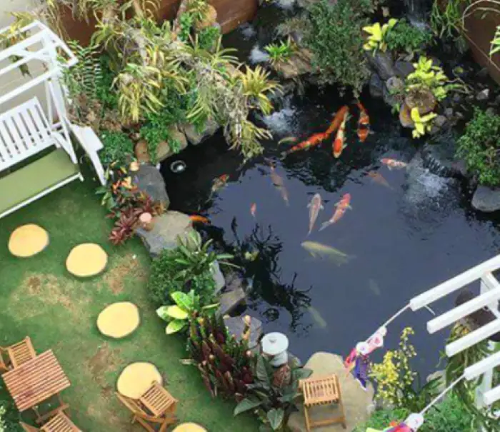 Thiết kế hồ cá Koi mini đẹp dành cho sân vườn
