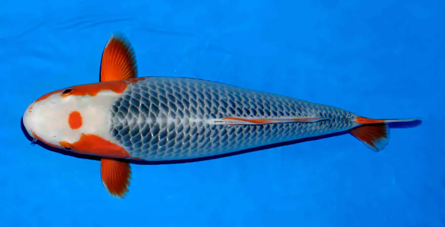 Cá Koi Asagi thuần chủng