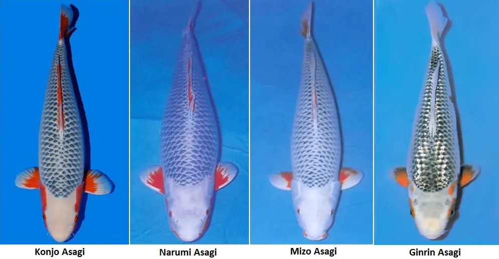 Giống cá Asagi được rất nhiều người chọn nuôi