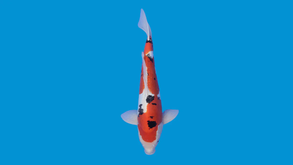 Cá koi Doitsu