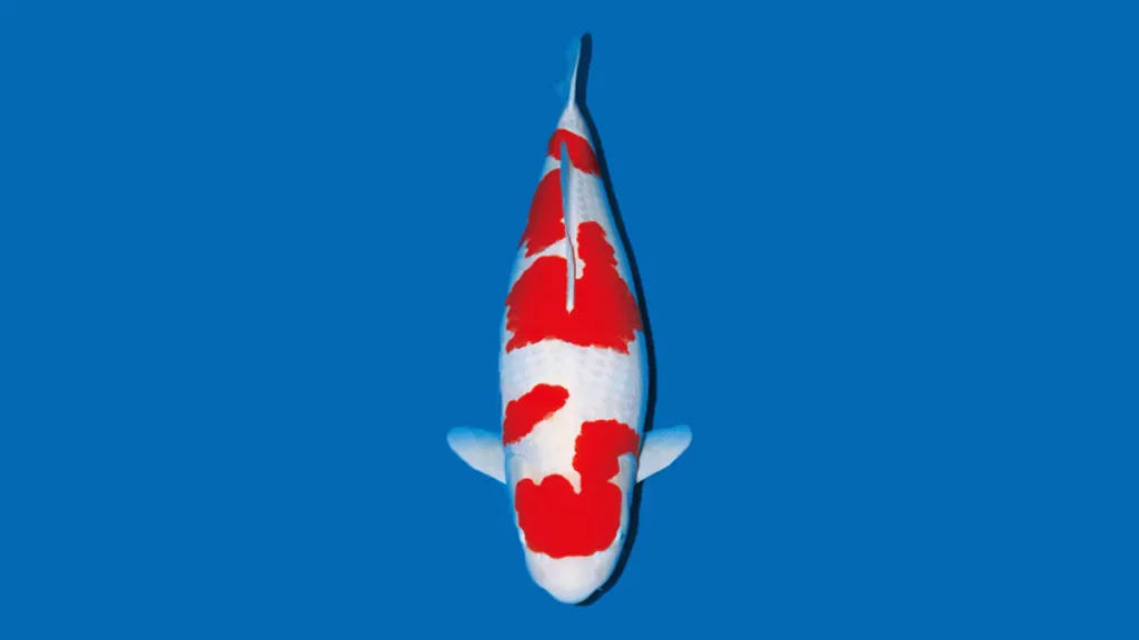 Cá koi Kohaku thuần chủng
