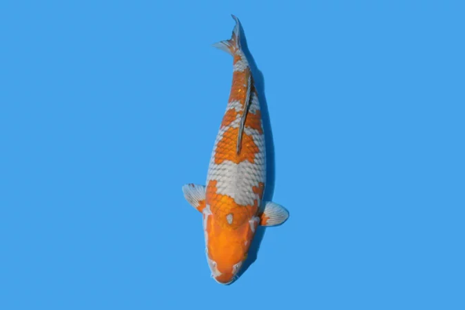 Cá koi Ochiba