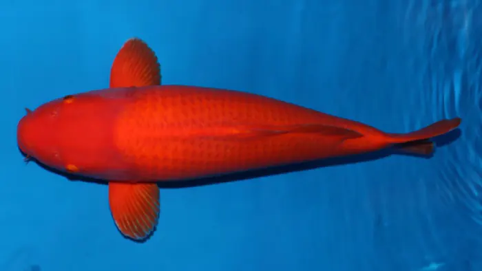 Cá koi Benigoi thuần chủng