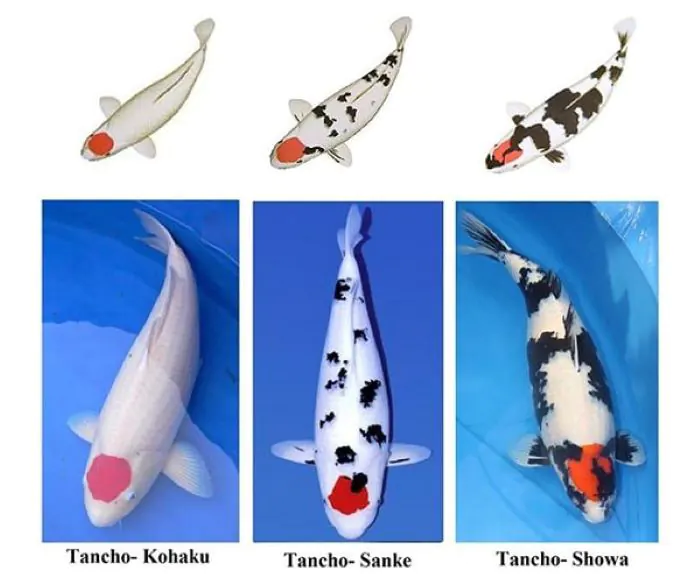 Các dòng cá Koi Tancho