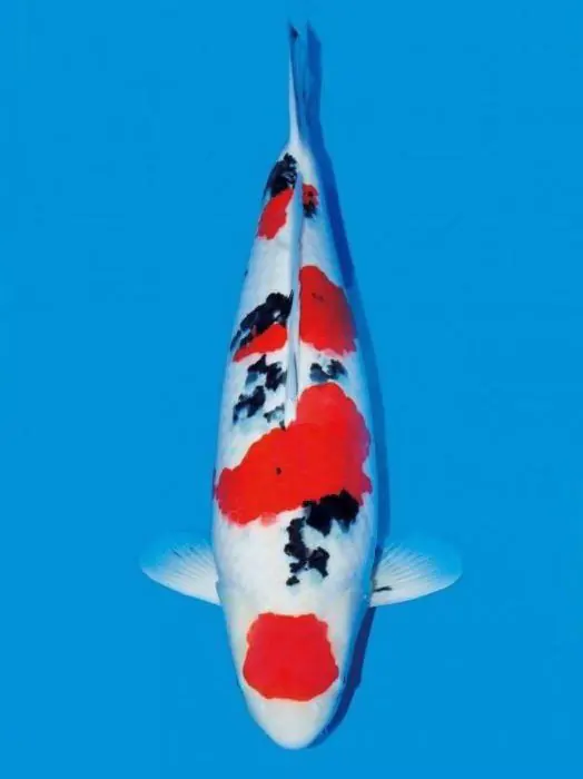Cá Koi Sanke thuần chủng