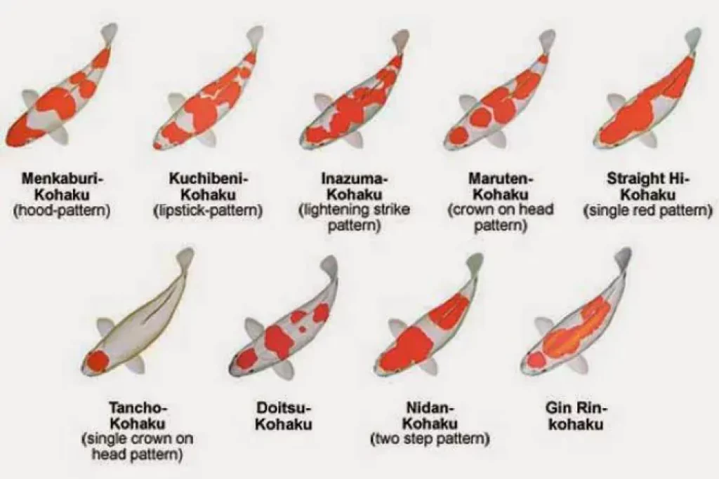 Giống cá Koi Kohaku