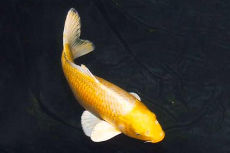 Cá koi Yamabuki vàng ánh kim