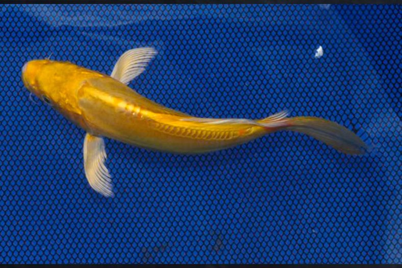Đặc điểm hình dáng cá koi vàng
