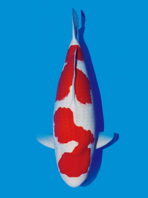 Cá Koi Là Gì? Bách Khoa Toàn Thư Về Cá Koi - Ishi Koi Farm