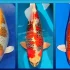 Bạn đã biệt cách phân biệt cá Koi Nhật và cá Koi lai chưa?