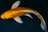 Tìm hiểu về cá Koi Vàng Yamabuki Ogon