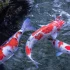 Hướng dẫn cách nuôi cá Koi trong hồ kiếng chuẩn nhất