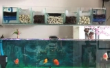 Hướng dẫn cách làm hệ thống lọc tràn trên cho bể cá Koi bằng kính