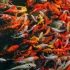 Hồ cá Koi bị đục – Nguyên nhân và cách khắc phục triệt để