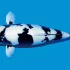 Những sự thật hay ho thú vị về cá koi Hi Utsuri