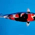 Bật mí những điều thú vị về cá koi Kohaku – Cá koi đẹp nhất Nhật Bản