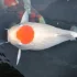 Những sự thật hay ho thú vị về cá koi Hi Utsuri