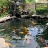 Hồ cá Koi bằng kính – Sức hút không thể chối từ