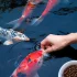 Những loại thức ăn cần thiết cho cá Koi để phát triển toàn diện